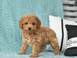 Toy Poodle dogs for sale: Tommy - Ad 1