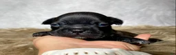 Frenchton dogs for sale: Miss Ruby - Ad 5