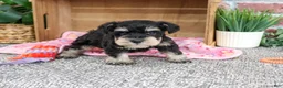 Miniature Schnauzer dogs for sale: Crystal - Ad 5