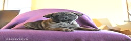 Frug dogs for sale: Tank - Ad 5