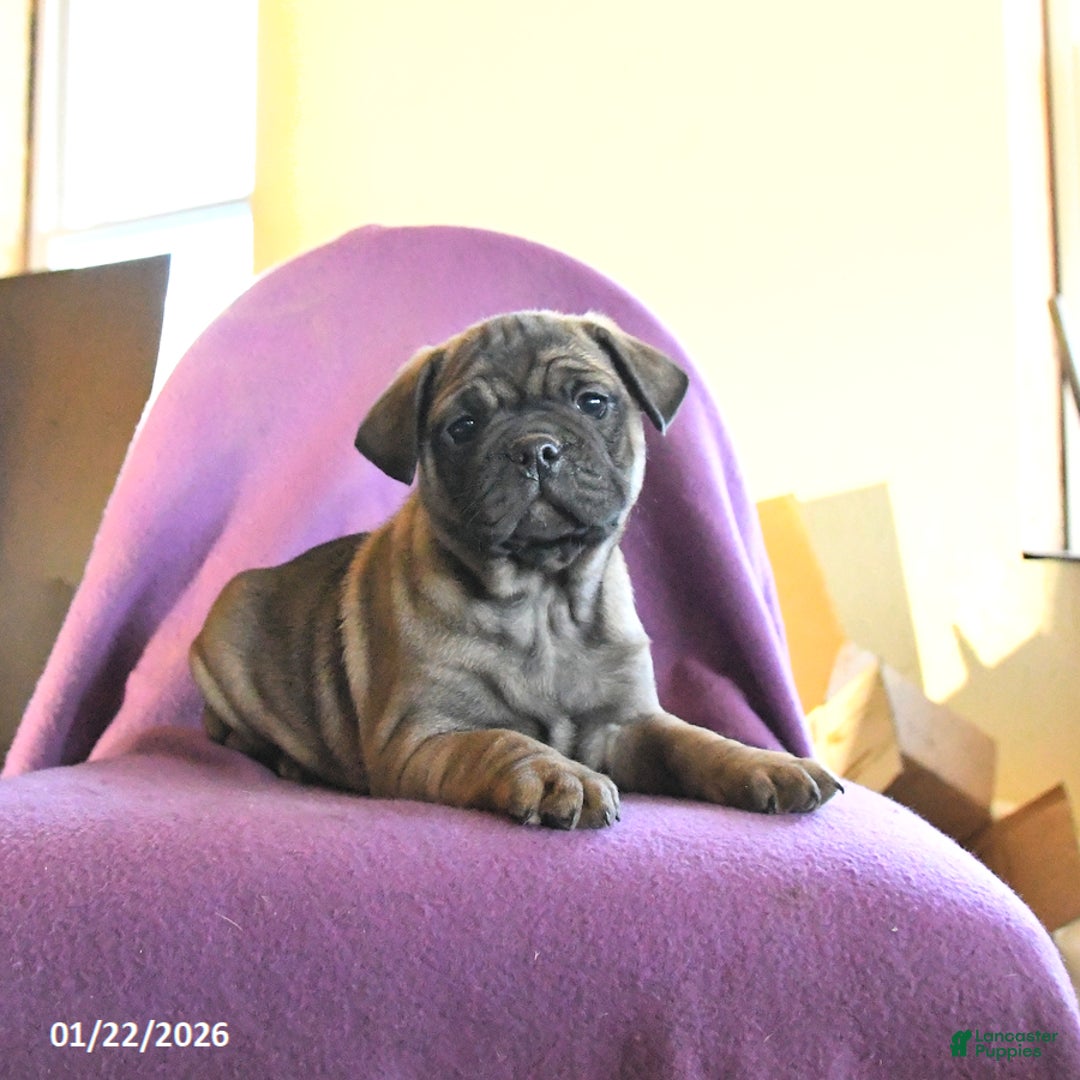 Frug dogs for sale: Tank - Ad 5