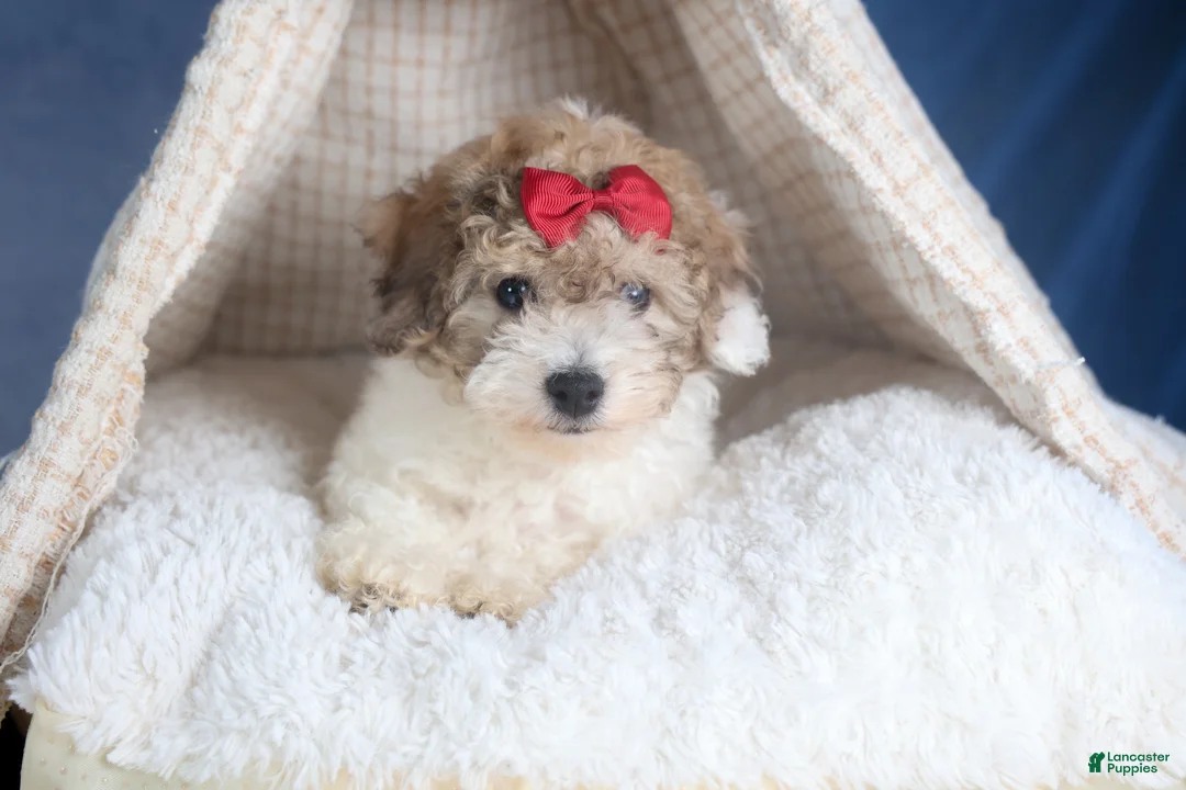 Bichpoo dogs for sale: Snickerdoodle - Ad 3