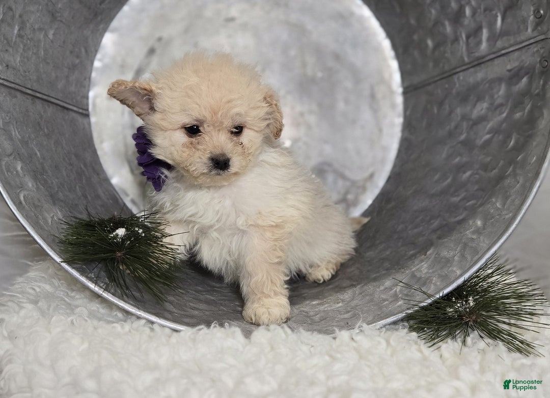 Pomapoo dogs for sale: Lacey - Ad 2