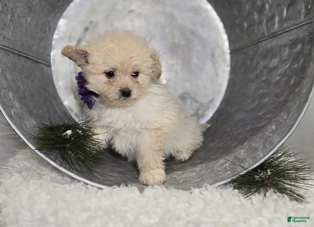 Pomapoo dogs for sale: Lacey - Ad 4