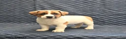 Jack Russell Terrier dogs for sale: Noah - Ad 2