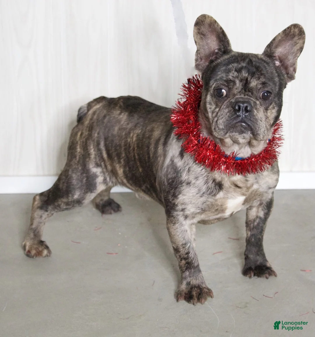 Mixed Breed dogs for sale: Brock - Ad 8