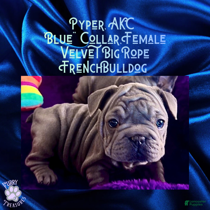 French Bulldog dogs Pyper “Blue Collar”, Female  - Ad 41