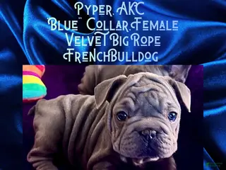 French Bulldog dogs Pyper “Blue Collar”, Female - Ad 41