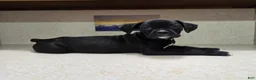 Boxer dogs for sale: Boxer 1 - Ad 5