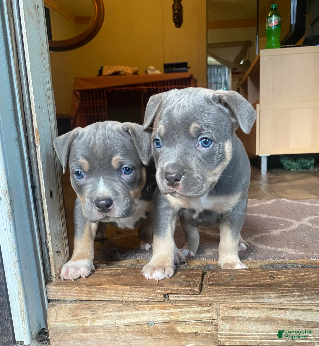 American Bully dogs for stud: American Bully Stud  - Ad 5