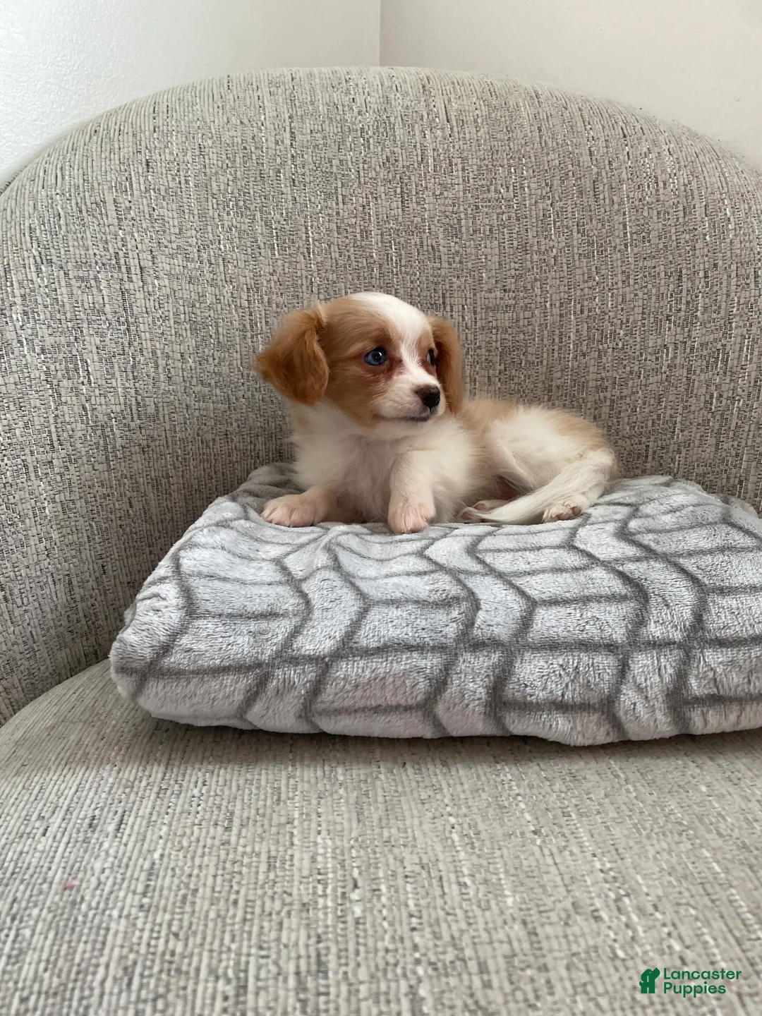 Chihuahua dogs for sale: Cloey - Ad 3