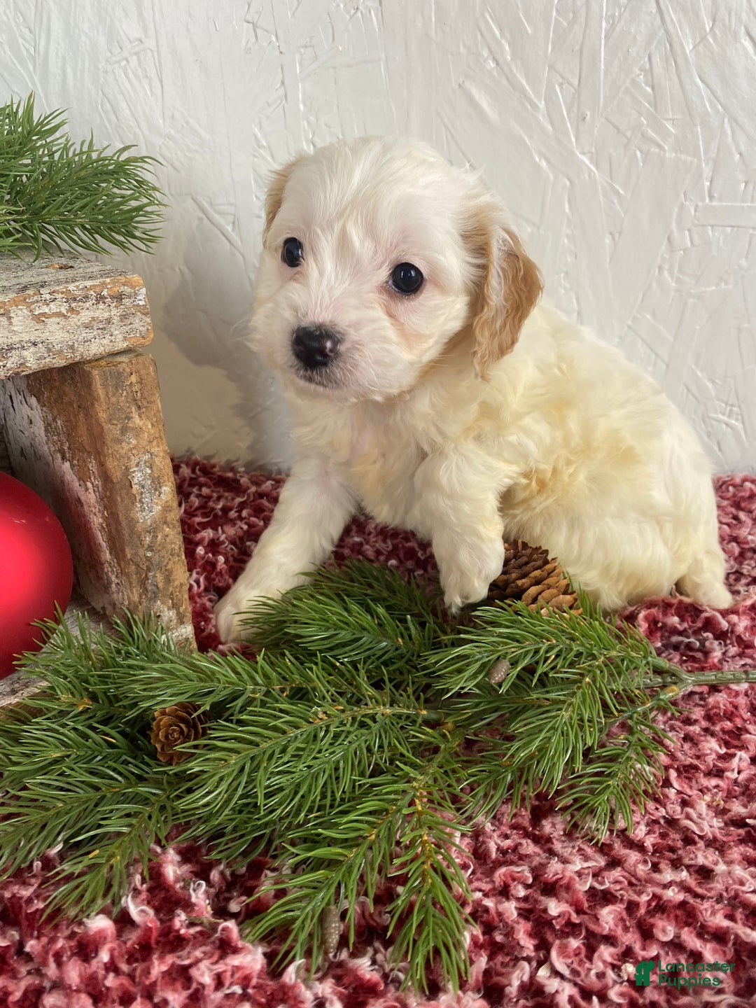 Cockapoo dogs for sale: Chloe - Ad 7