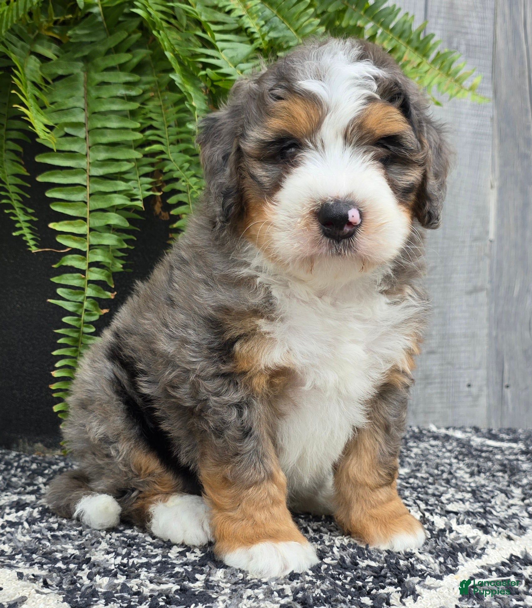 Mini Bernedoodle dogs Mini Ace - Ad 1