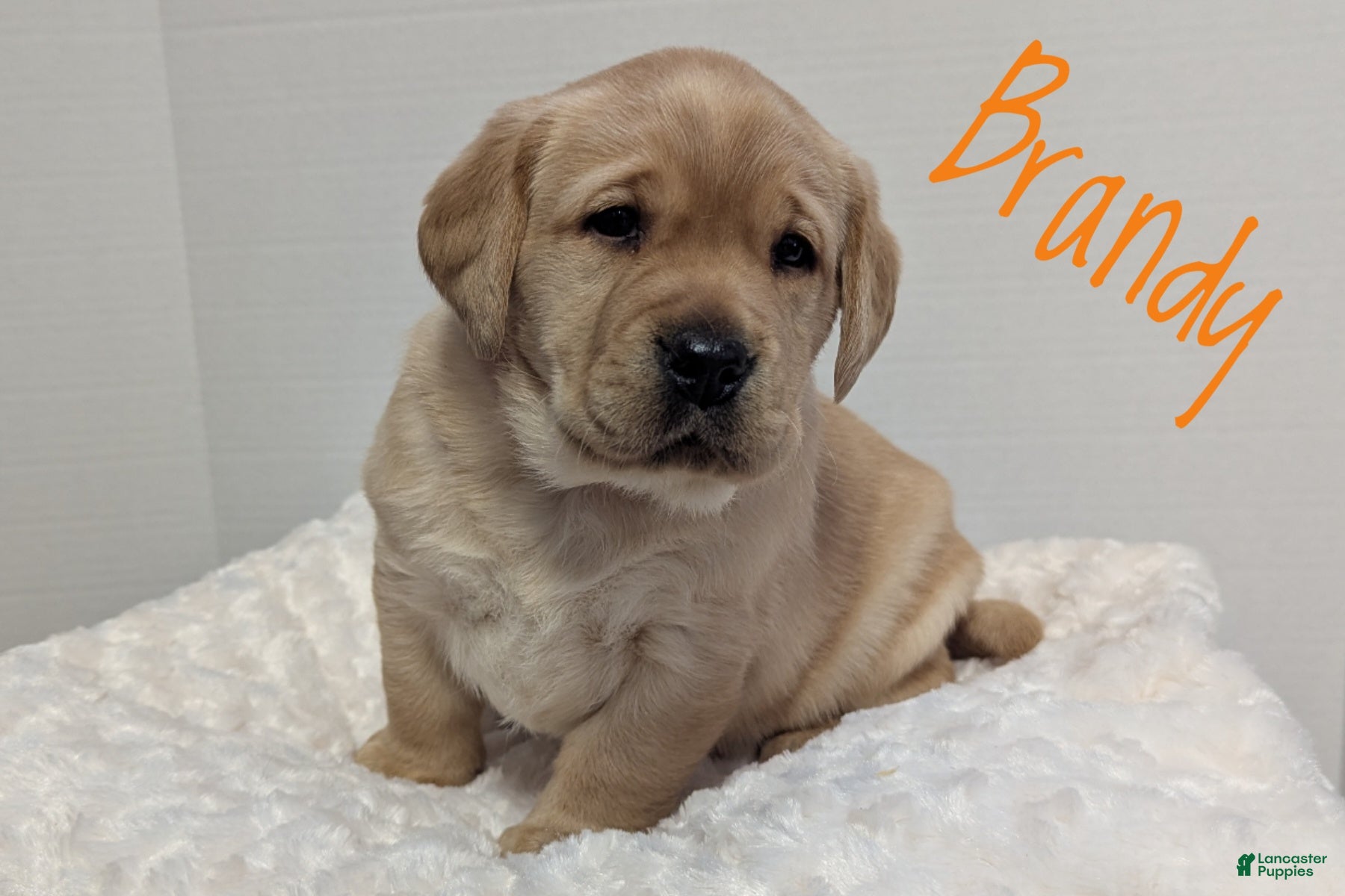 Labrador Retriever dogs Brandy - Ad 34