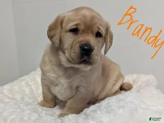 Labrador Retriever dogs Brandy - Ad 34