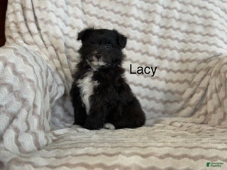 Pomapoo dogs - Ad 12