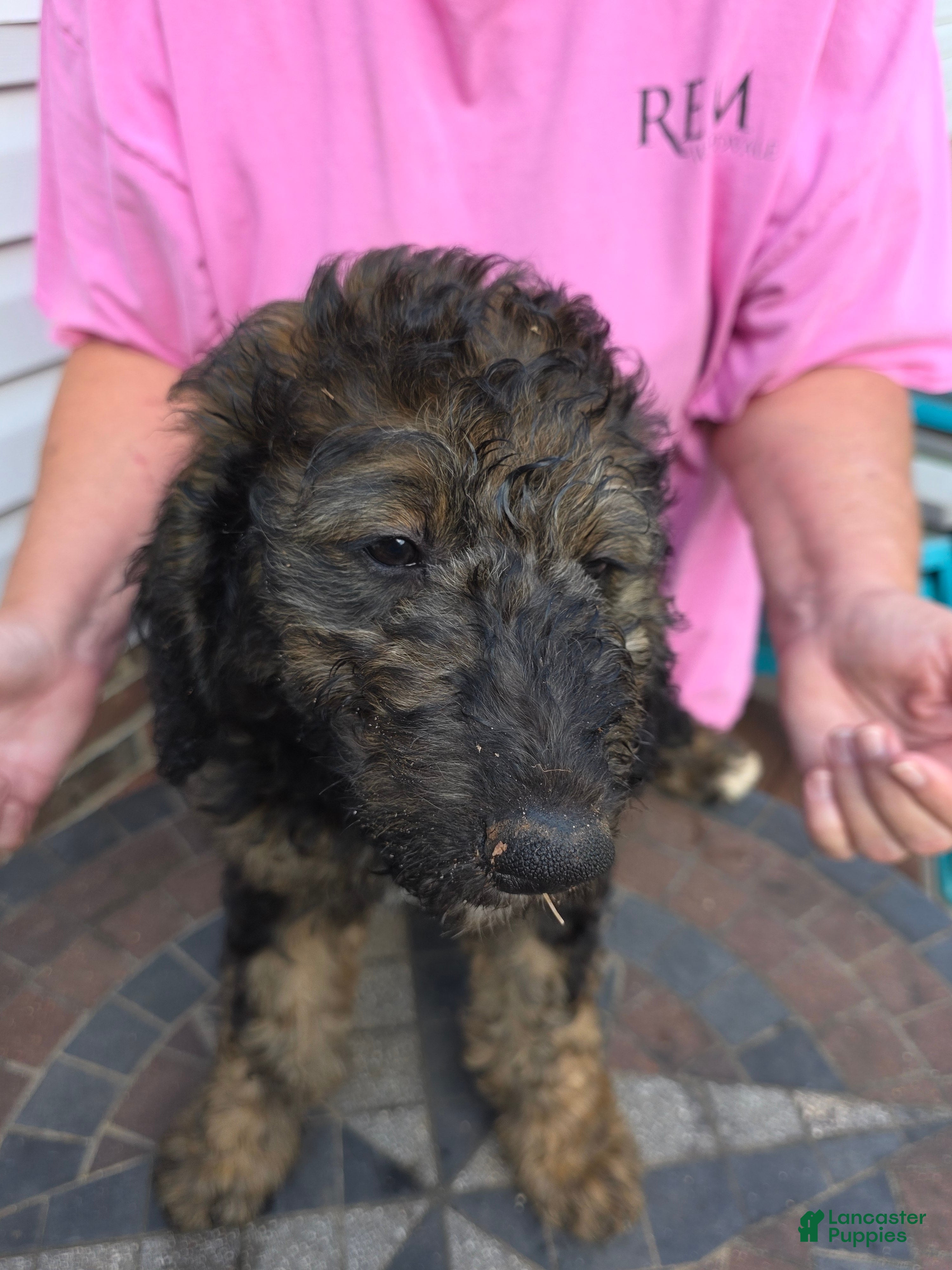 Bernedoodle dogs Tip Toe - Ad 1