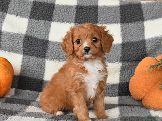 Cavapoo dogs - Ad 40