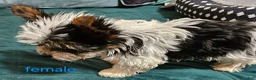 Yorkshire Terrier dogs for sale: Patsy - Ad 9