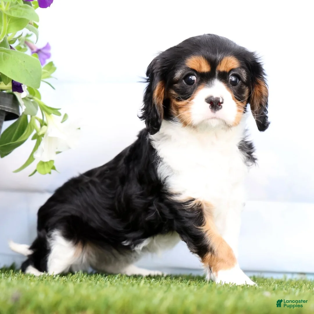 Cavalier King Charles Spaniel dogs for sale: Penny - Ad 1