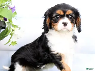 Cavalier King Charles Spaniel dogs for sale: Penny - Ad 2