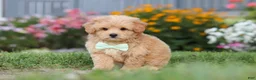 Maltipoo dogs for sale: Sailor - Ad 3