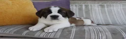 Saint Bernard dogs for sale: Mandy - Ad 4