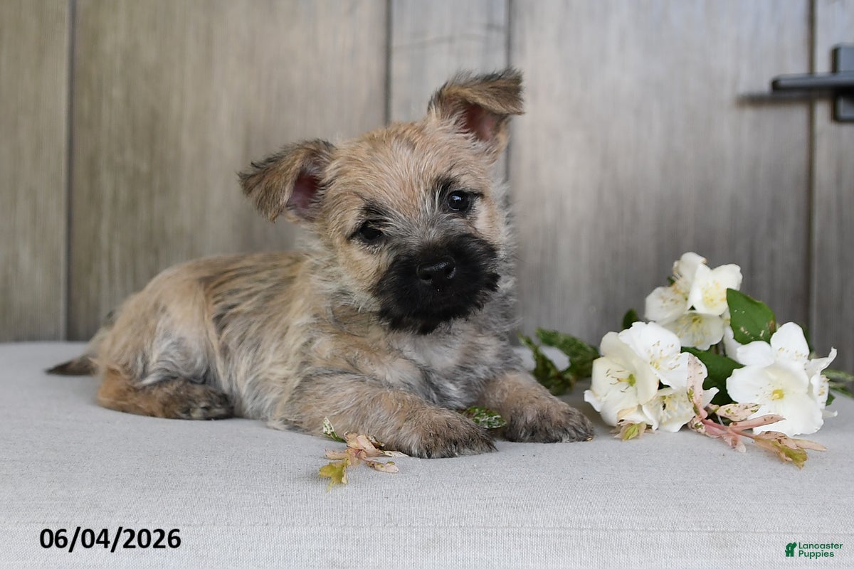 Cairn Terrier dogs for sale: Jody - Ad 5