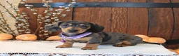 Miniature Dachshund dogs for sale: Stella - Ad 1
