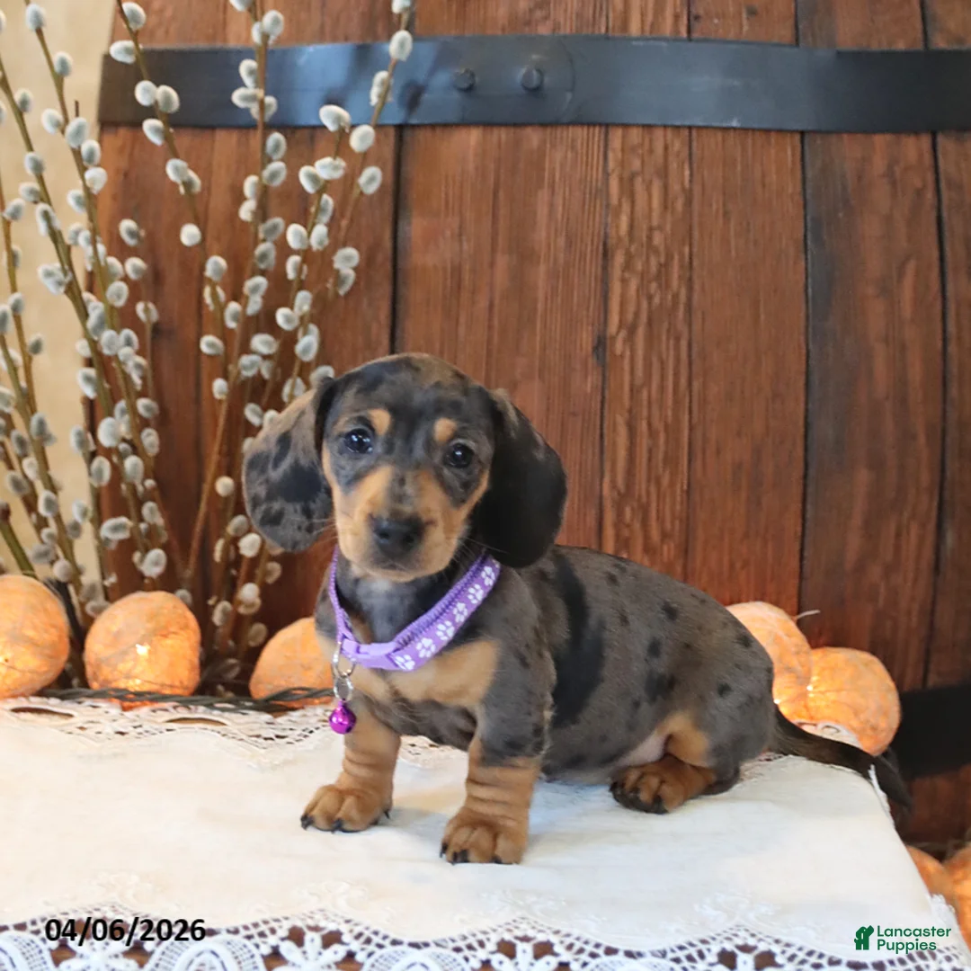 Miniature Dachshund dogs for sale: Stella - Ad 1