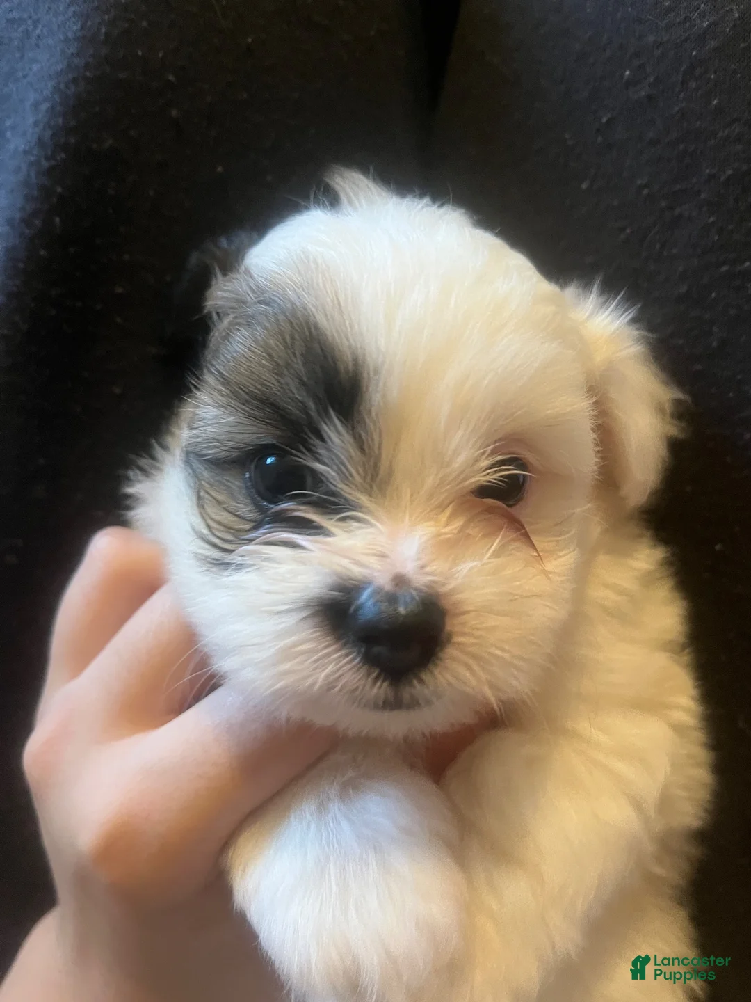 Mixed Breed dogs for sale: Brutus  - Ad 1