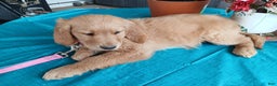 Golden Retriever dogs for sale: Sport - Ad 1