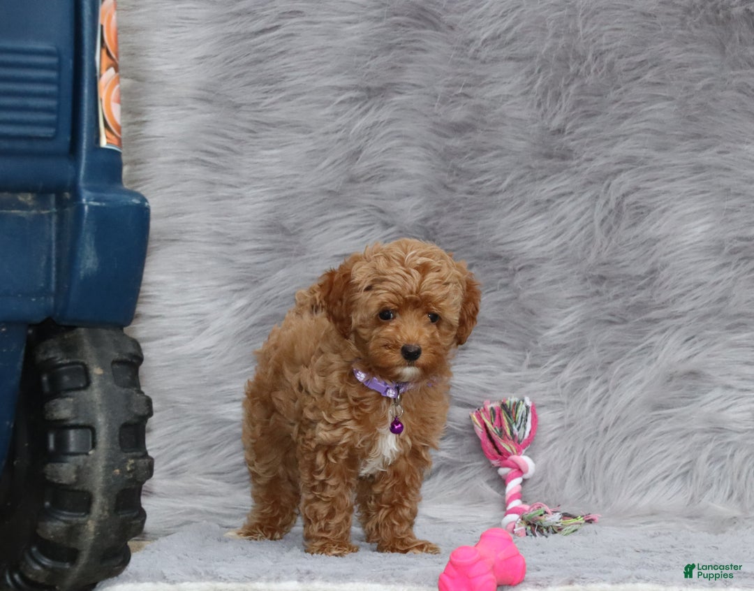 Havapoo dogs for sale: Eva 👨‍👨‍👧‍👦💞🐕 - Ad 15