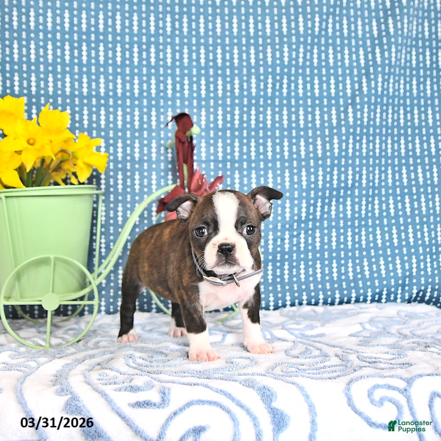 Boston Terrier dogs Maybelle - Ad 2