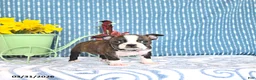 Boston Terrier dogs for sale: Maybelle - Ad 2