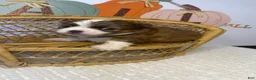 Chihuahua dogs for sale: Rocky - Ad 10