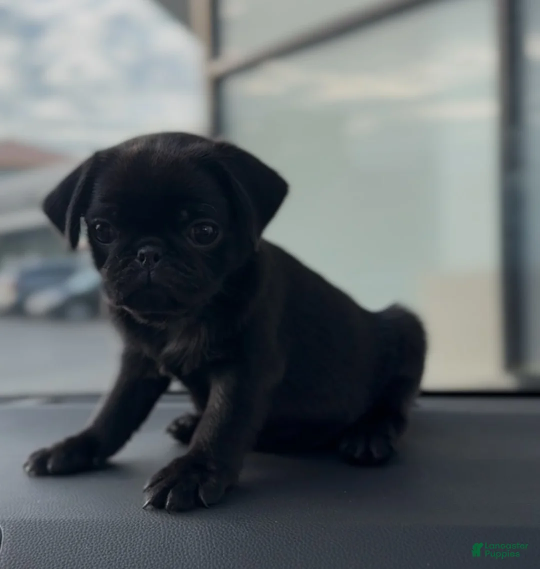 Pug dogs for sale: Everest - Ad 3