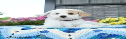 Mini Goldendoodle dogs for sale: Silly Sue  - Ad 3
