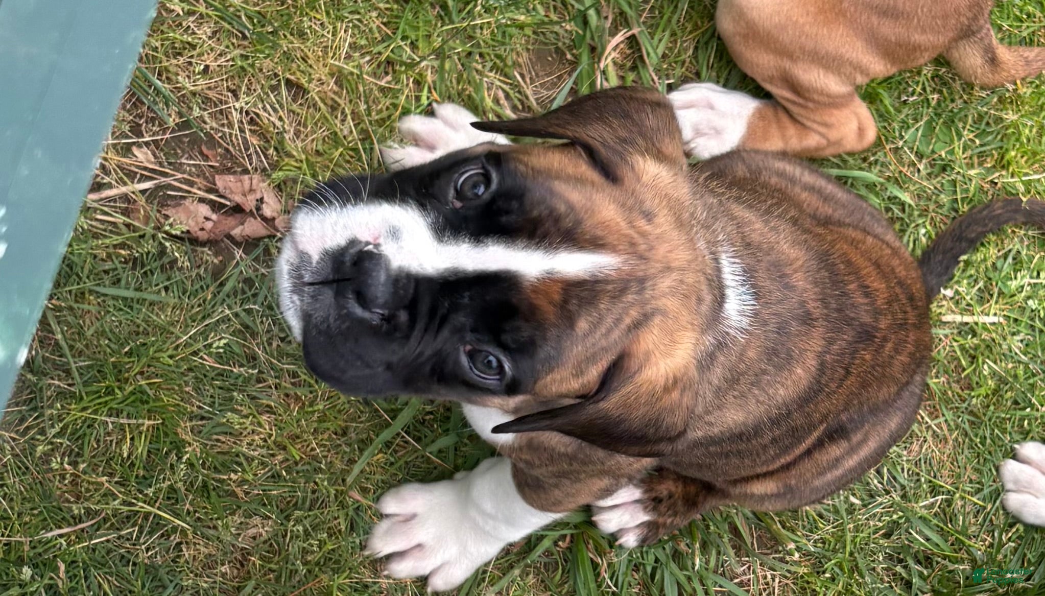 Boxer dogs Boxer 1 Samson  - Ad 2