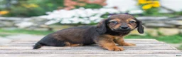 Miniature Dachshund dogs for sale: Gus - Ad 10