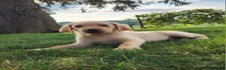 Labrador Retriever dogs for sale: Cody - Ad 3