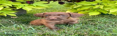 Treva