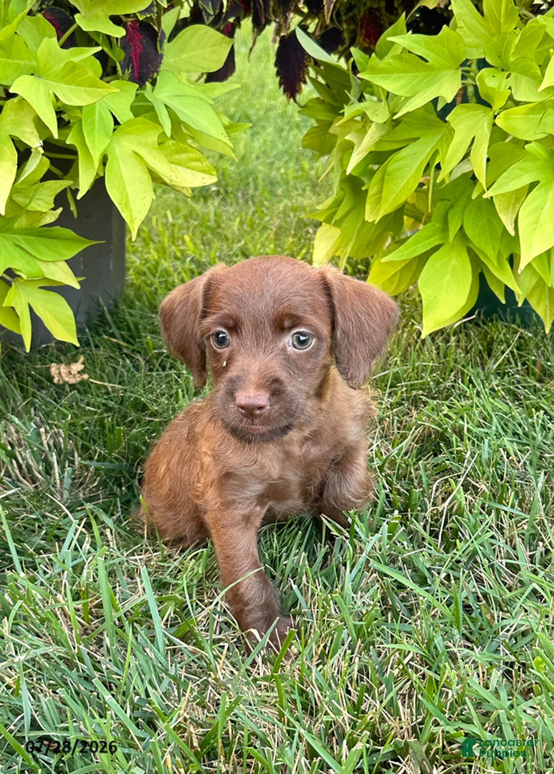 Mixed Breed dogs for sale: Treva - Ad 1