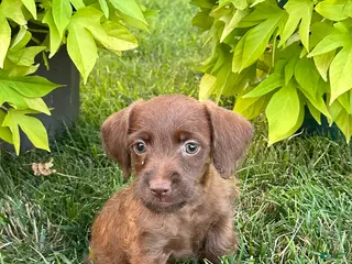 Mixed Breed dogs Treva - Ad 29