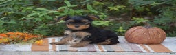 Yorkshire Terrier dogs for sale: Harmony - Ad 1