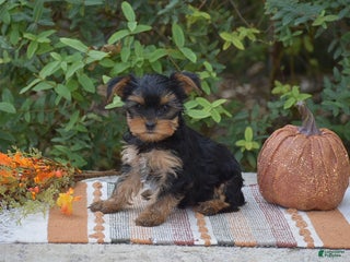 Yorkshire Terrier dogs Harmony - Ad 17