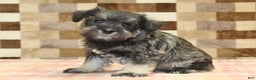 Miniature Schnauzer dogs for sale: Willow - Ad 13