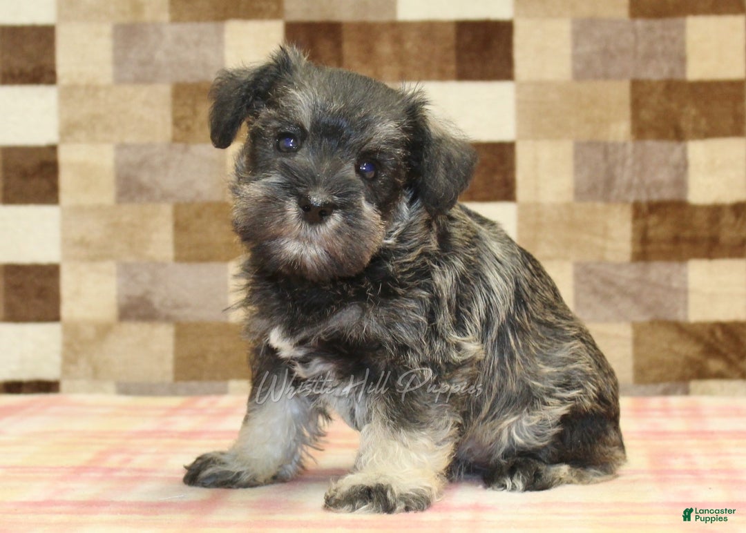 Miniature Schnauzer dogs for sale: Willow - Ad 13