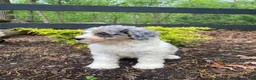 Bernedoodle dogs for sale: Lucy - Ad 5