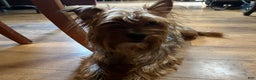 Yorkshire Terrier dogs for sale: Growler - Ad 5
